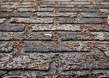 Archer Roofing Images